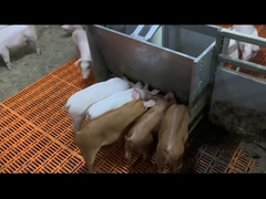 শুয়োরের পশুদের দুধ খাওয়ানোর সরঞ্জাম স্টেইনলেস স্টীল হগ ফিডার