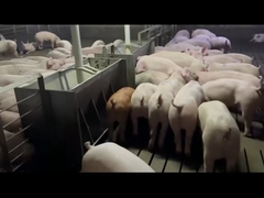 শূকর হগ এন্টি মরিচা জন্য স্বামী স্টেইনলেস স্টীল অটো ফিডার